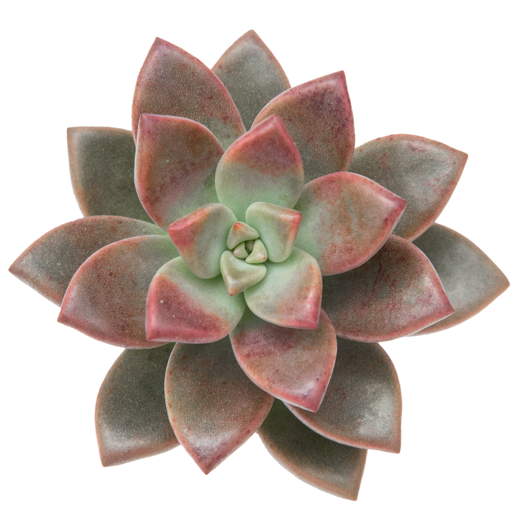Echeveria / Perle Von Nurnberg